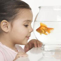 goldfish