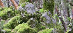 moss on rocks small.jpg