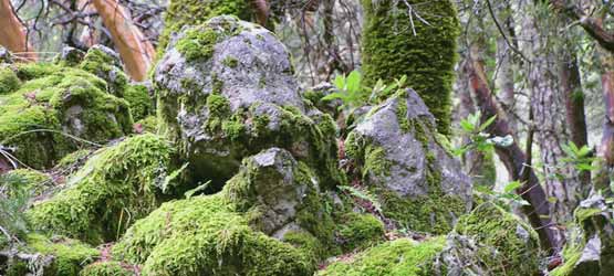 moss on rocks