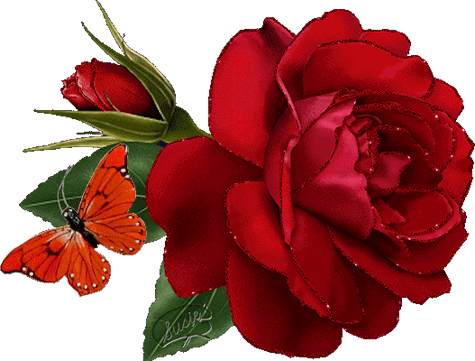 red rose 3.jpg
